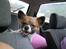 Papillon Toffy