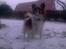 Papillon Toffy