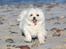 Malteser Cleo (15,5 år) - Cleo 8 år og på strandtur