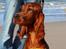 Irsk setter Cody R.F.S (run free sweetheart)  - Cody 6mdr