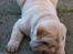 Shar pei Budda ??? R.I.P ???