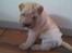 Shar pei Budda ??? R.I.P ???