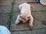 Shar pei Budda ??? R.I.P ???