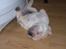 Shar pei Budda ??? R.I.P ???
