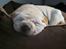 Shar pei Budda ??? R.I.P ???