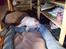 Shar pei Budda ??? R.I.P ???