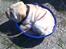 Shar pei Budda ??? R.I.P ???