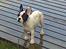 Fransk bulldog † Gizmo †  <3 <3 <3 <3