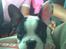 Fransk bulldog † Gizmo †  <3 <3 <3 <3