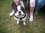 Fransk bulldog † Gizmo †  <3 <3 <3 <3
