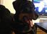 Rottweiler Elvis