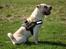 Shar pei Budda ??? R.I.P ???