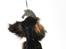 Cavalier king charles spaniel Malou