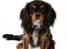 Cavalier king charles spaniel Malou