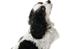 Cavalier king charles spaniel Willie