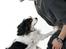 Cavalier king charles spaniel Willie