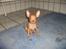 Chihuahua Gizmo