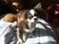 Chihuahua LabellosChis Dancing Vienetta