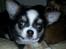 Chihuahua LabellosChis Dancing Vienetta