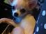 Chihuahua Cody