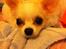 Chihuahua Cody