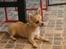 Chihuahua topper