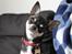 Chihuahua Chihuanas Blueberry Yum Yum - Evee - 13/3 2013