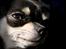 Chihuahua Chihuanas Blueberry Yum Yum - Evee - marts 2013