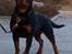 Rottweiler Fury vom hause Desteny (coco) - 10 måneder gammel