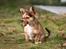 Blanding af racer Luna - lille fotomodel <3
