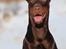 Dobermann Master Mia V Masterhof - 5 år