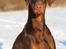 Dobermann Serbian Star V Masterhof - 3½ år