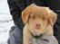 Nova scotia duck tolling retriever Mika "Himmelhund"  - Ved godt jeg er lækker ;)