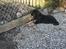 Tibetansk mastiff Ozzy - Jeg er jo en vogter...