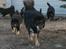 Tibetansk mastiff Ozzy