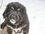 Tibetansk mastiff Ozzy