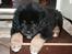 Tibetansk mastiff Ozzy