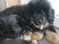 Tibetansk mastiff Ozzy