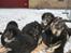 Tibetansk mastiff Ozzy - Mig til venstre :)