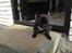 Fransk bulldog Joey >bad-boy<