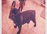 Fransk bulldog Joey >bad-boy<