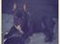 Fransk bulldog Joey >bad-boy<