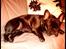 Fransk bulldog Joey >bad-boy<