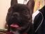 Fransk bulldog Joey >bad-boy<
