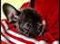 Fransk bulldog Joey >bad-boy<