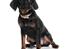 Blanding af racer Bella