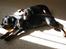 Blanding af racer Bella