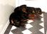 Rottweiler Fury vom hause Desteny (coco)