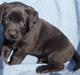 Labrador retriever BRUTUS