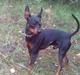 Dvaergpinscher Diablo